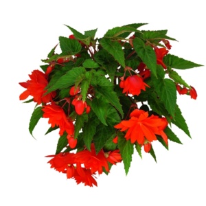 Begonia Belleconia™ Hot Orange