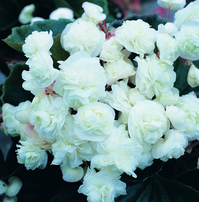 Begonia semperflorens Doublet® White 