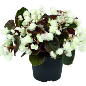 Begonia semperflorens Doublet® White