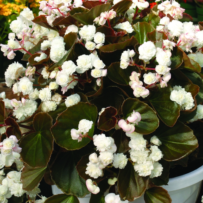 Begonia semperflorens Doublet® White