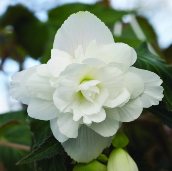 Begonia tuberhybrida Illumination F1 White