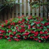 Begonia x-hybrida Dragon Wing Red