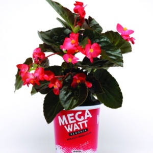 Begonia x-hybrida Megawatt™ Red Bronze Leaf