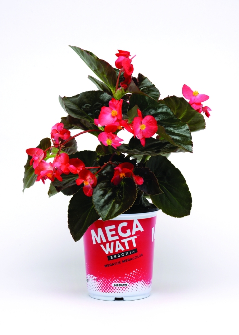 Begonia x-hybrida Megawatt™ Red Bronze Leaf