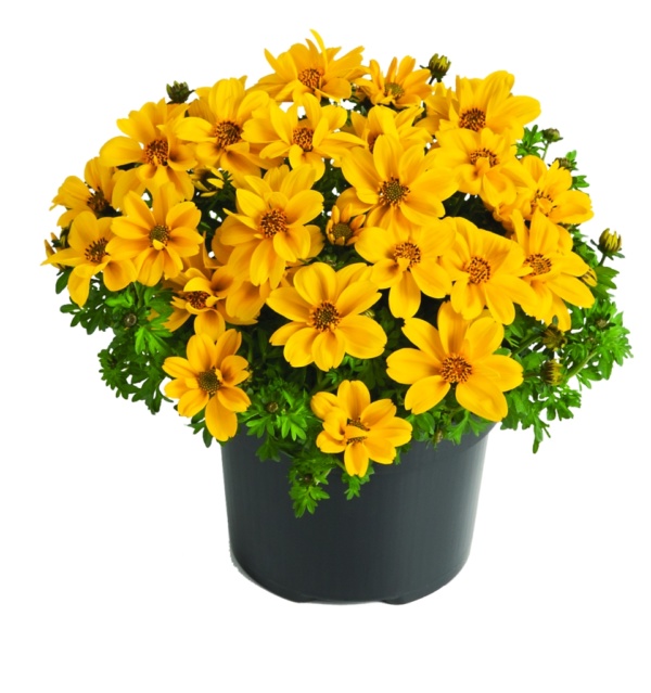 Bidens ferulifolia Yellow Sunshine™