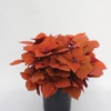 Coleus blumei Sunfighter Campfire