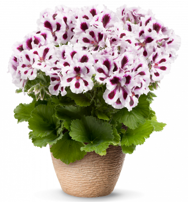 Pelargonium Grandiflorum Aristo® Purple Stripes
