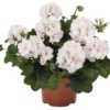 Pelargonium Peltatum Atlantic White