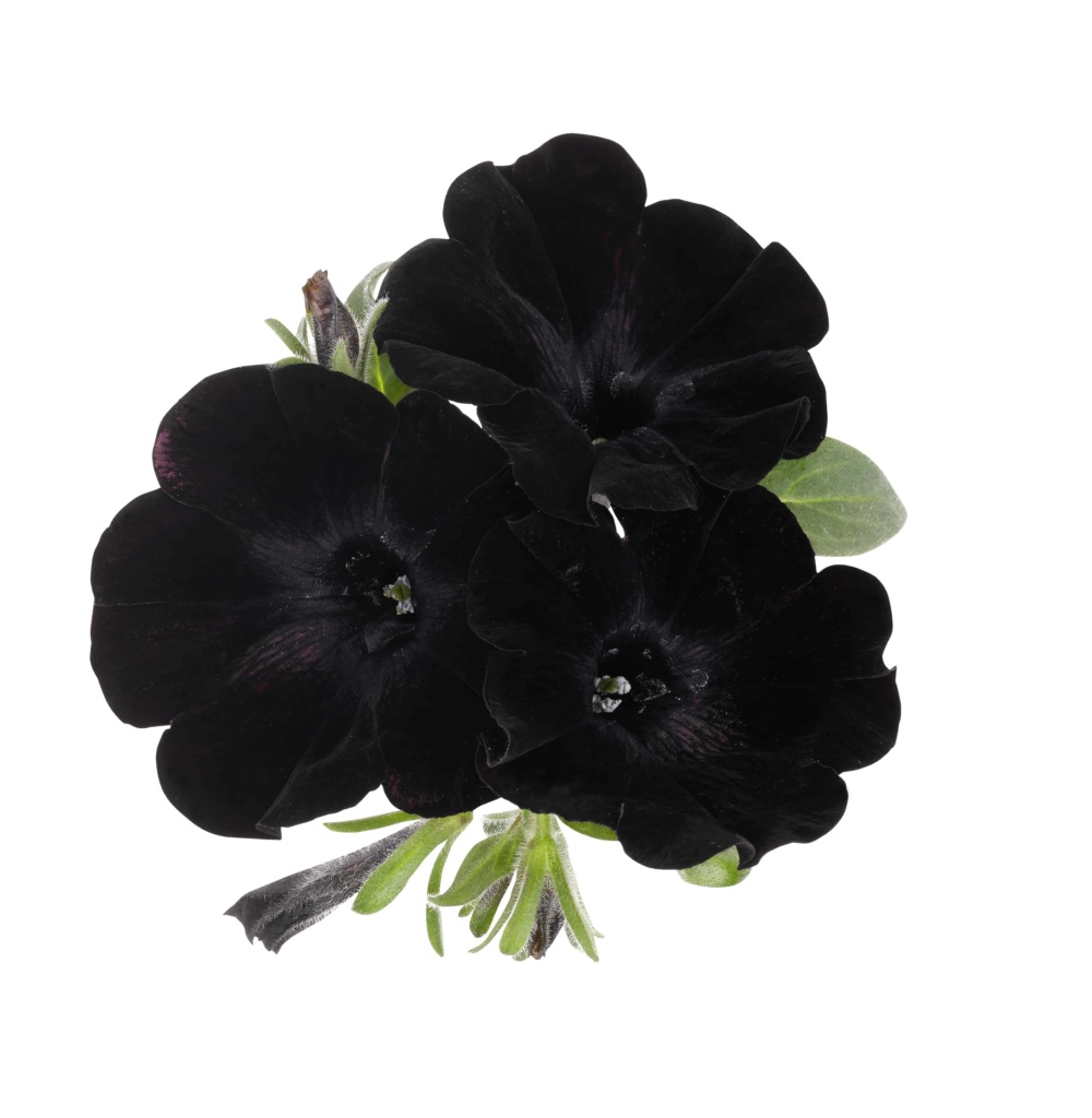 Petunia Sweetunia Black Satin