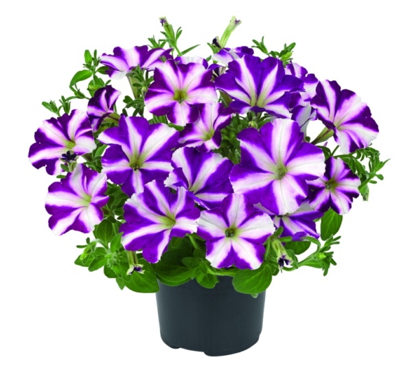 Petunia Grandiflora Amore® Joy