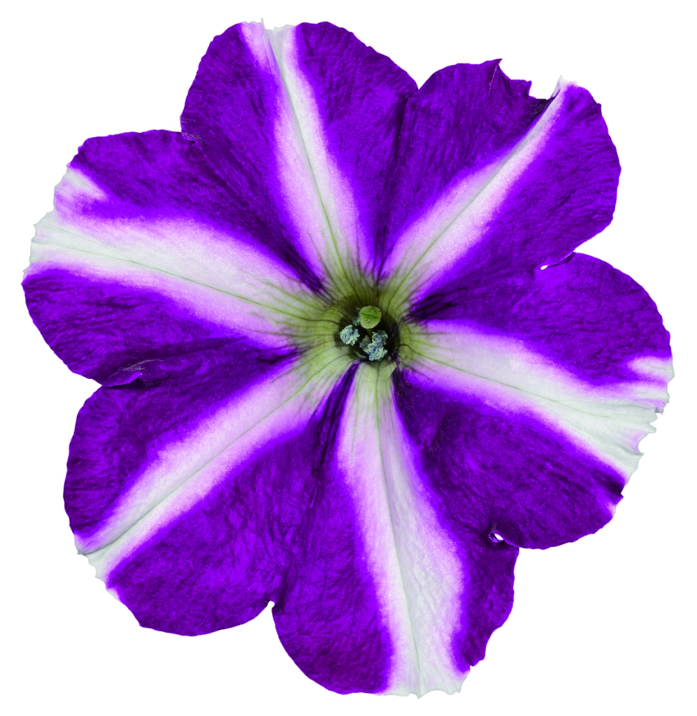 Petunia Grandiflora Amore® Joy