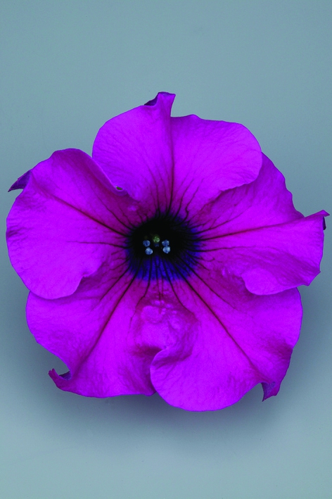 Petunia Grandiflora Surfinia® Giant Purple