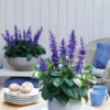Salvia Farinacea Mysty