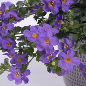 Bacopa Sutera Yakima ® Giga Blue