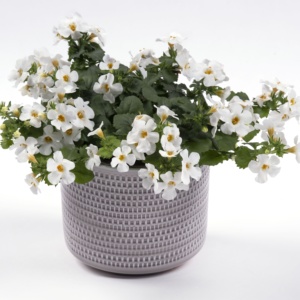 Bacopa Sutera Yakima ® Giga White