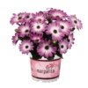 Osteospermum Margarita Pink Flair