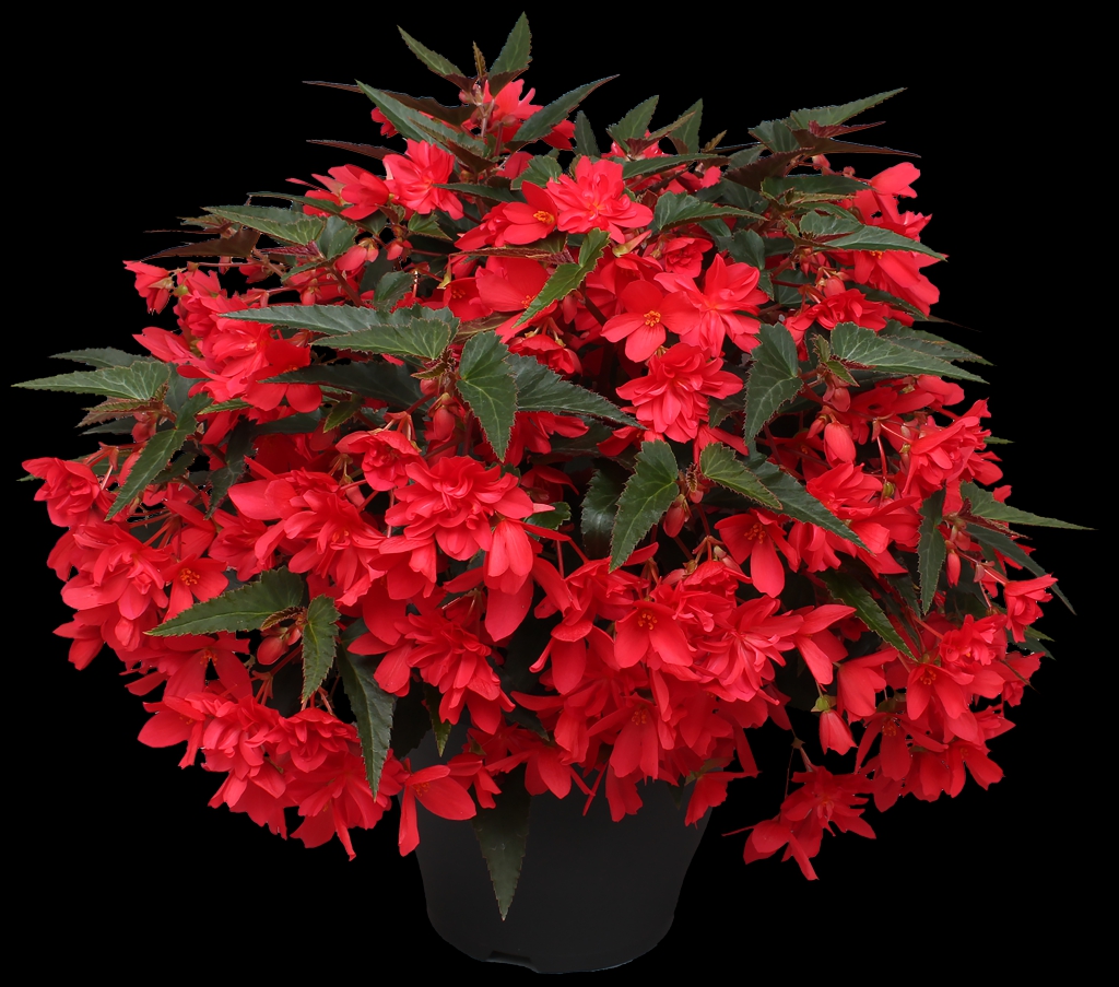 Begonia boliviensis Rivulet® Nogat