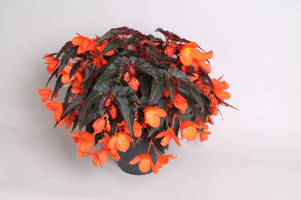 Begonia boliviensis Rivulet® Orange River