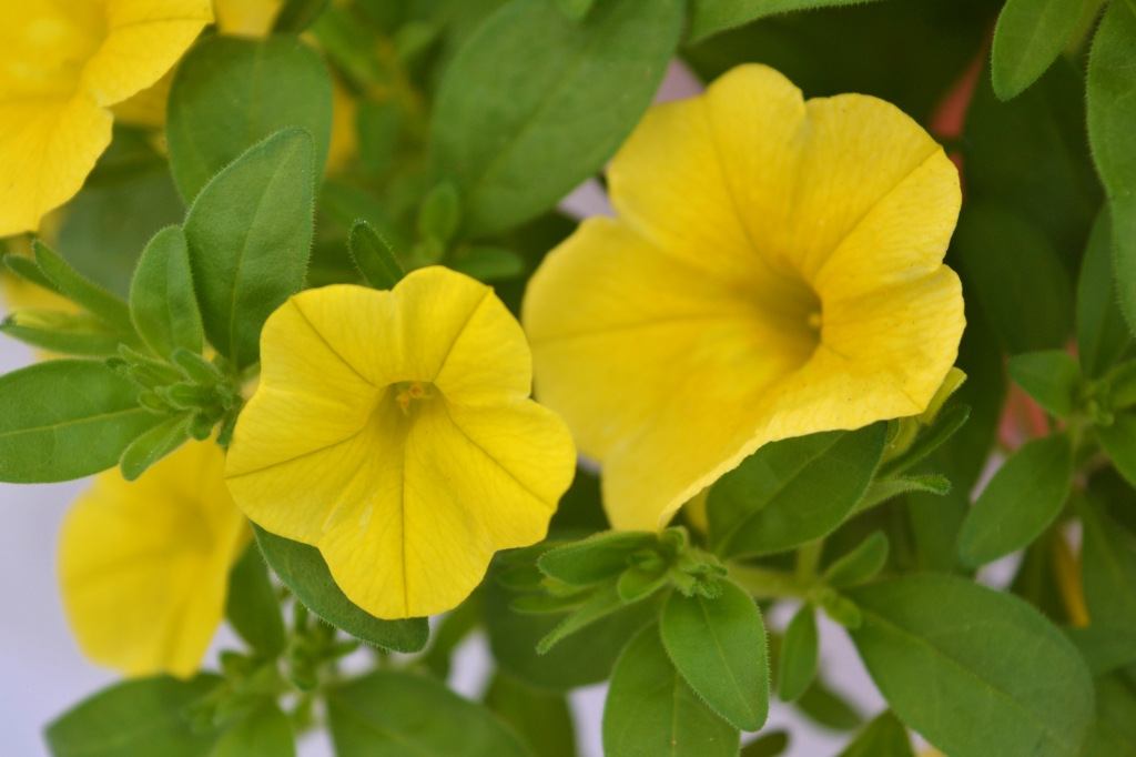 Calibrachoa Aloha Kona Yellow