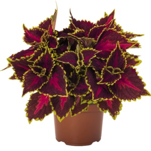 Coleus Main Street Hollywood Boulevard
