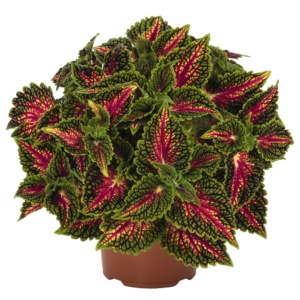 Coleus Stained Glassworks Spacecake