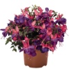 Fuchsia Classic Lago Grande