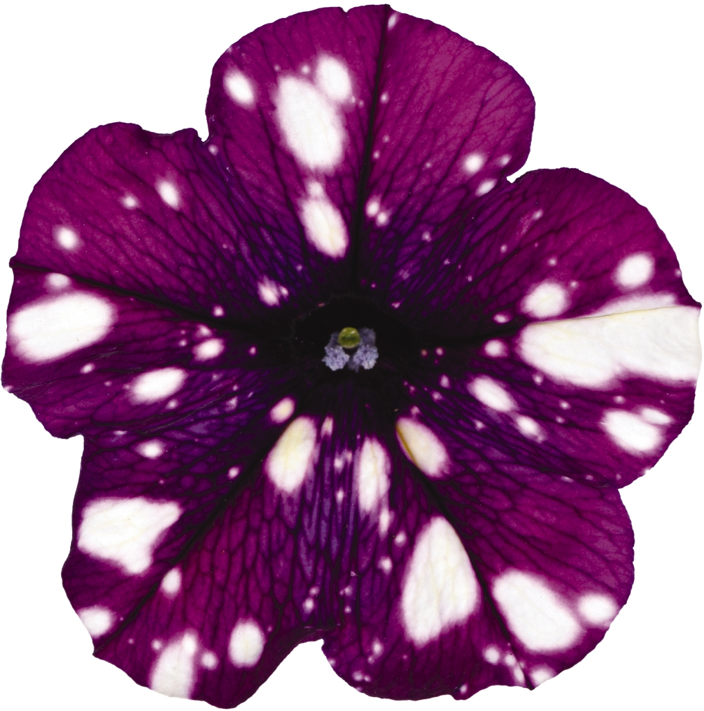 Petunia Surprise Sparkling Purple