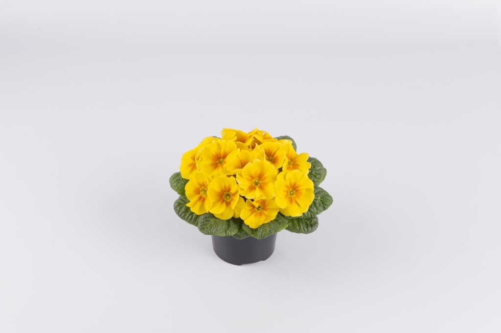 Primula vulgaris Esna® F1 Yellow