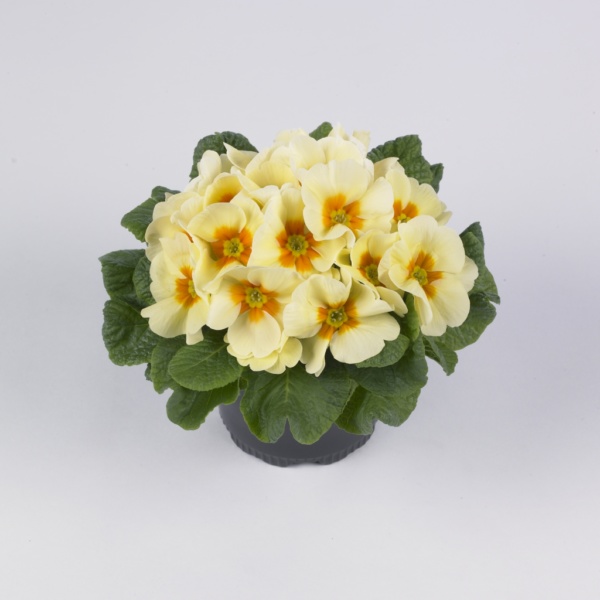 Primula vulgaris Luxor® F1 Cream Yellow