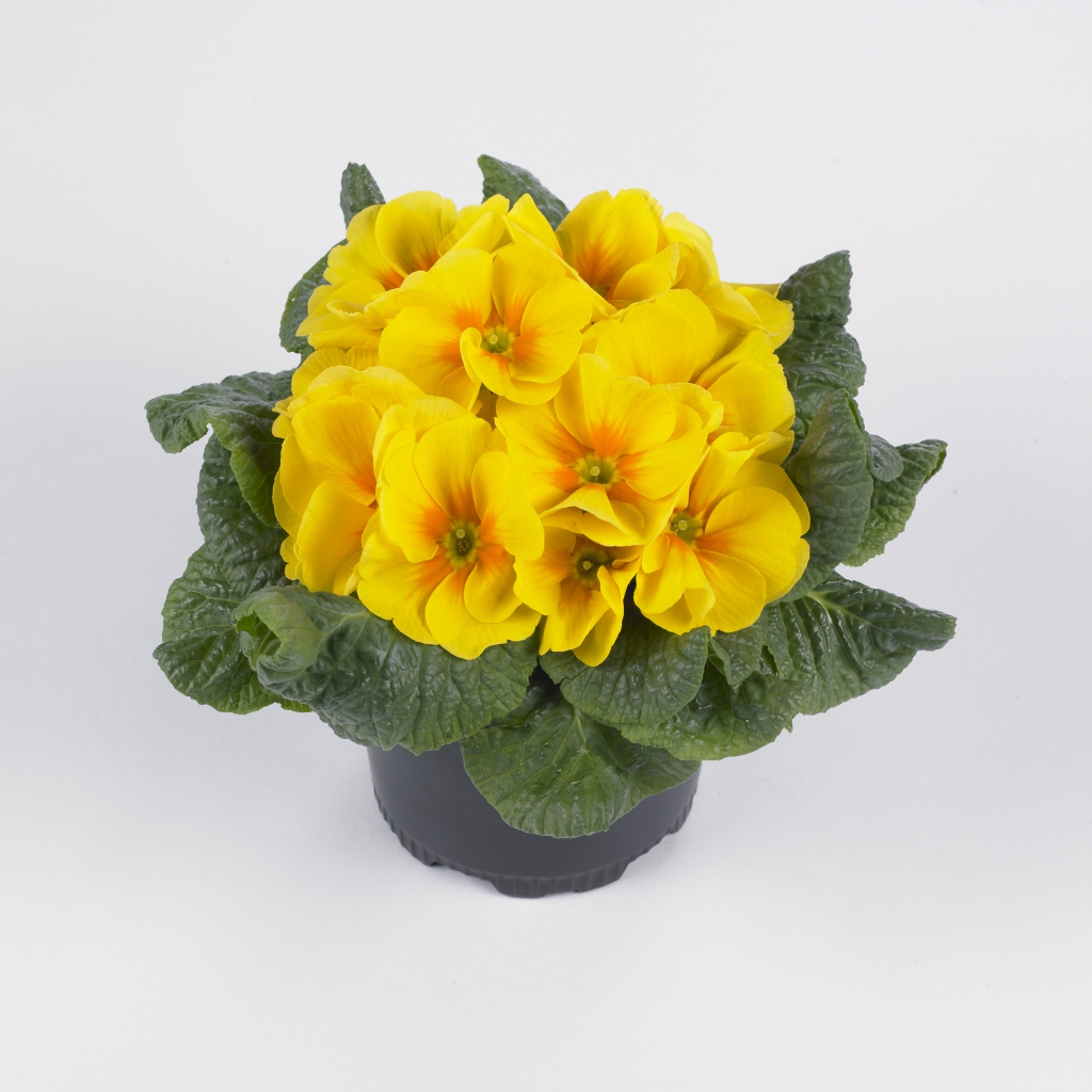 Primula vulgaris Luxor® F1 Yellow | Gardenhouse.sk