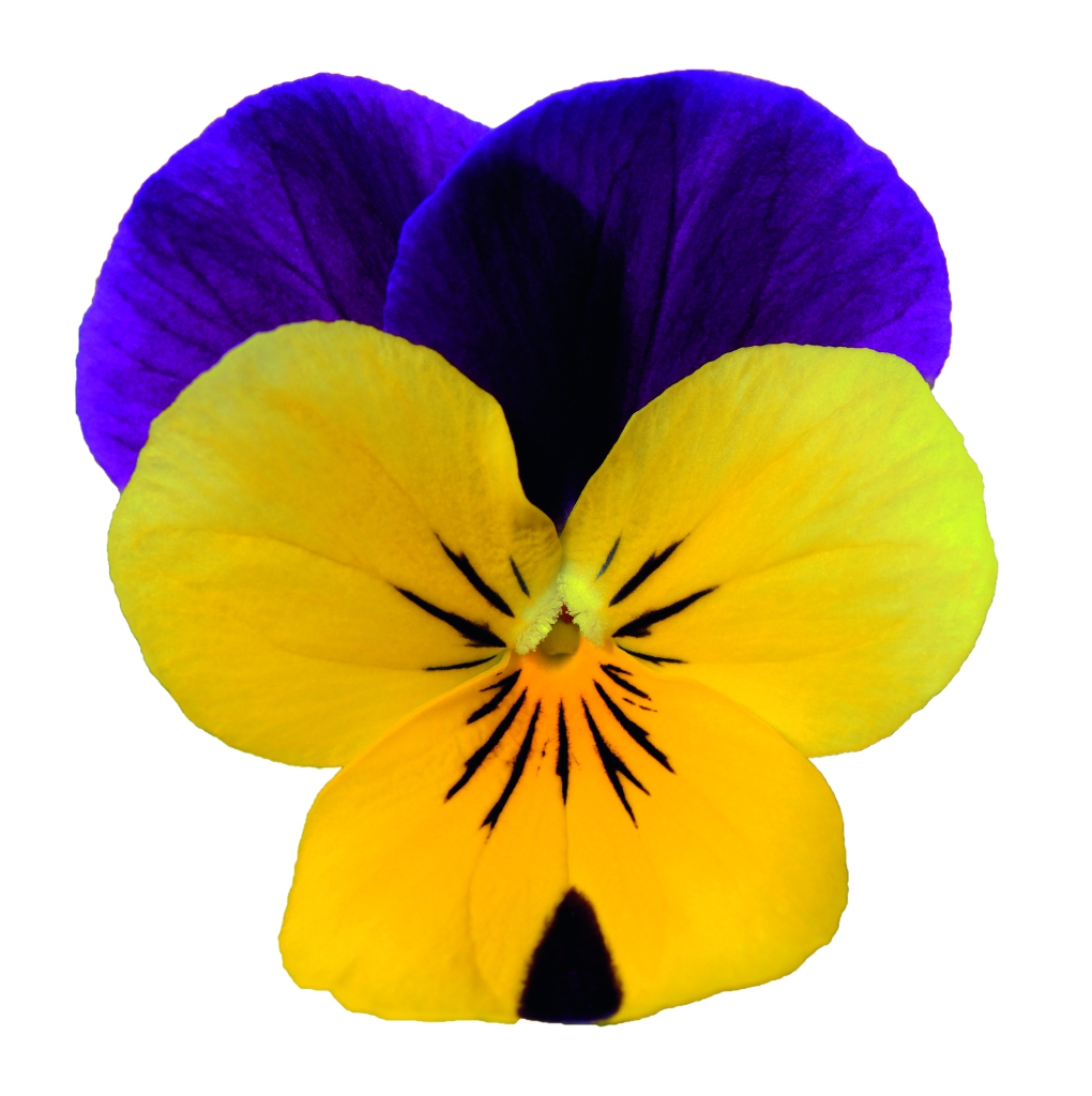 Viola cornuta EVO mini F1/ Sorbet XP F1 Yellow Purple Jump up