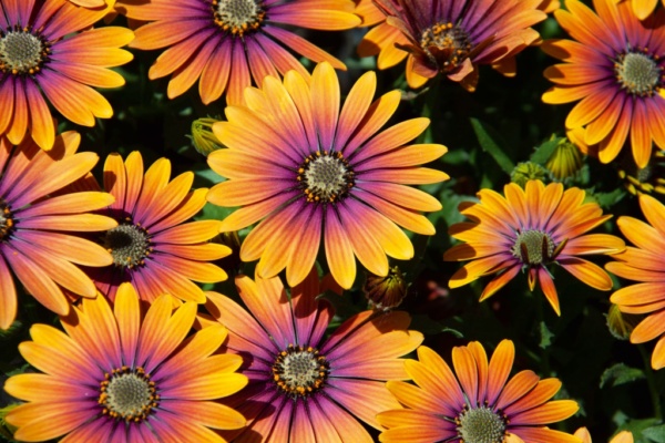 Osteospermum FlowerPower® Purple Sun