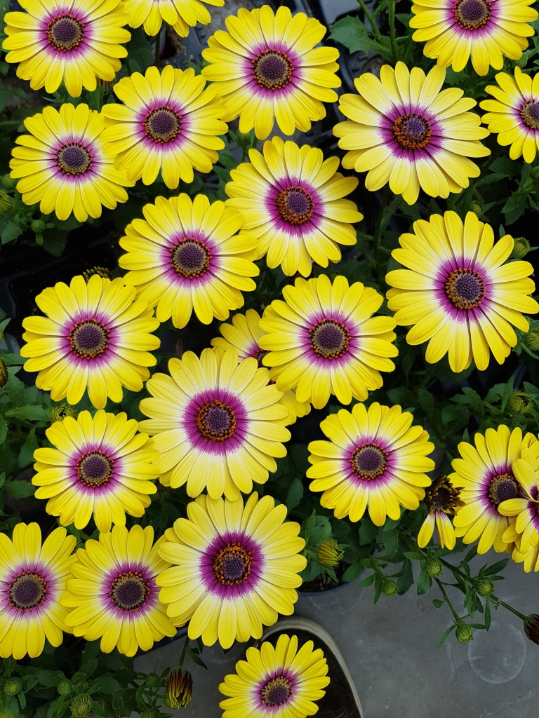 Osteospermum FlowerPower® Tropic Sun | Gardenhouse.sk