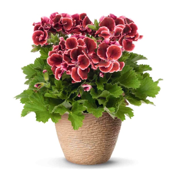 Pelargonium Grandiflorum Aristo® Red Beauty