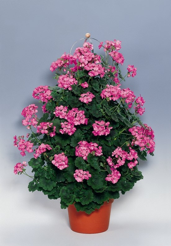 Pelargonium Zonale Pac® Antik Pink