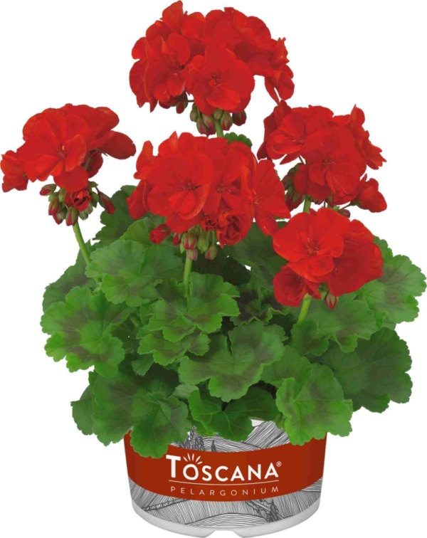 Pelargonium Zonale Trend Sophie Dark Red