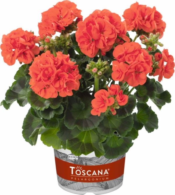 Pelargonium Zonale Trend Emilia Orange