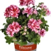Pelargonium Peltatum Medio Lollipop Nixe Dark