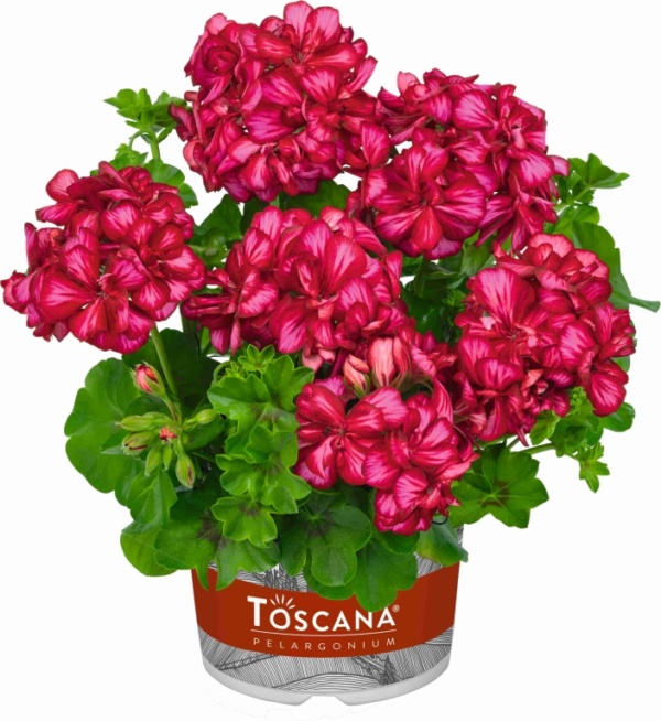 Pelargonium Peltatum Sunflair® Lollipop Chris Red