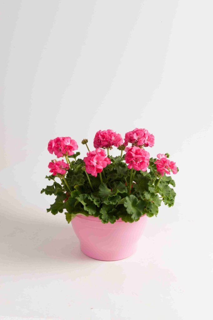 Pelargonium Zonale Trend Hanna Hot Pink
