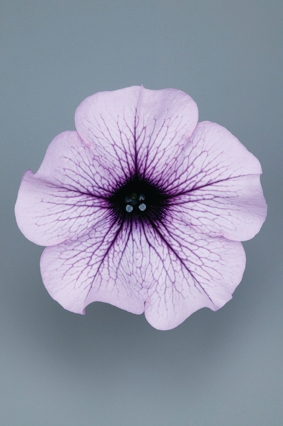 Petunia Grandiflora Surfinia® Compact Purple Vein