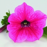 Petunia Grandiflora Surfinia® Hot Pink