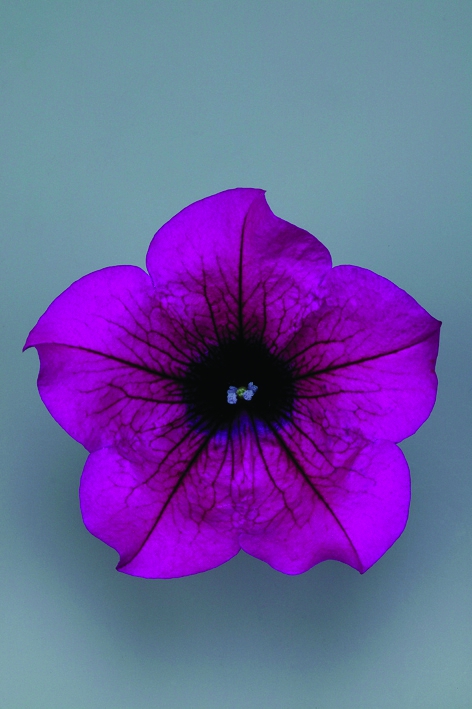 Petunia Grandiflora Surfinia® Purple