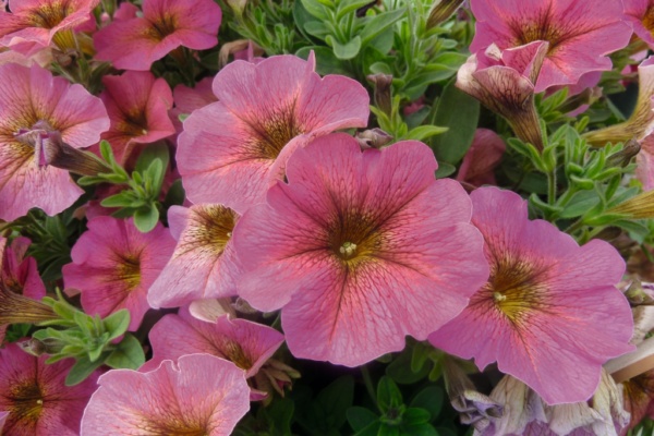 Petunia x Calibrachoa Beautical™ Sunray Pink