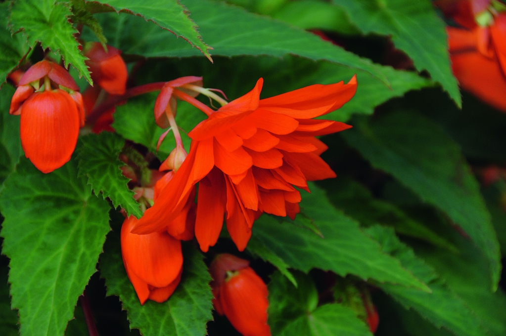 Begonia Belleconia™ Hot Orange