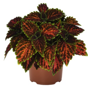 Coleus Stained Glassworks Magnificent Mile