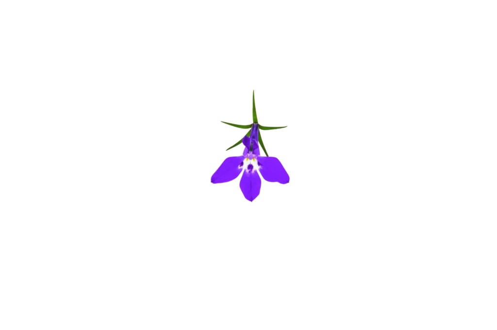 Lobelia Lobelix™ Purple
