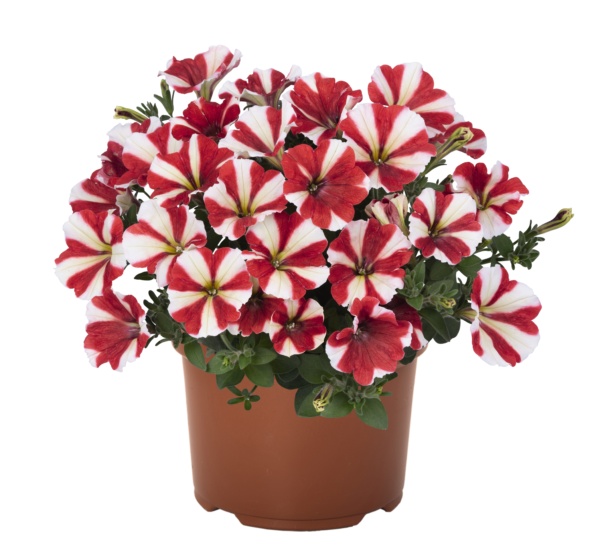 Petunia Sweetunia Red Touch