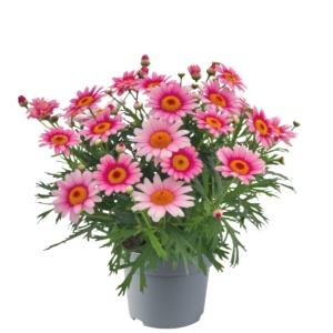 Argyranthemum frutescens Madeira™ Pink Halo