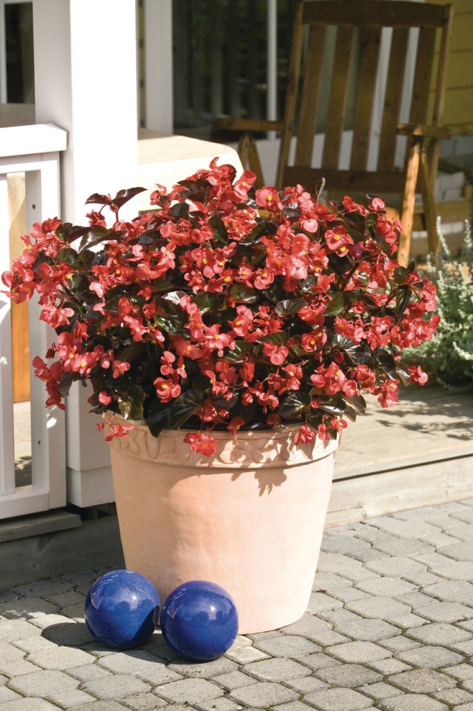Begonia x-hybrida BIG™ Red Bronze Leaf